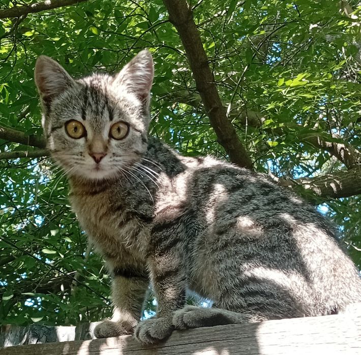 Кошечка в добрые руки.