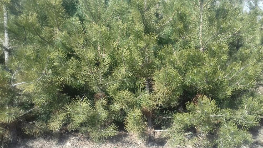 Крымские сосны продаются