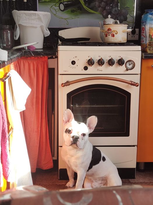 Ищем девочку для вязки