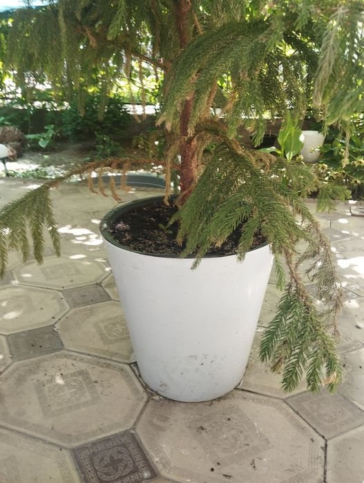 Арауакария комнотное растения