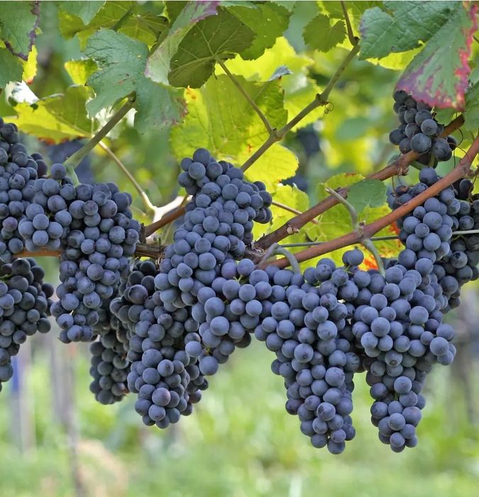 Vita De Vie DE Masa Soiuri Negre