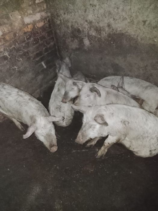 Продам свиней живьем