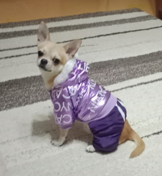 Ищем невесту для Арчи