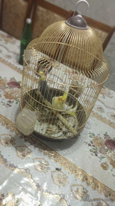 Попугай жагдайы жаксы, ауырмаган.