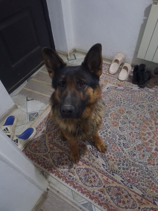 Пропала собака. В районе Иргели. 7 декабря. Имя Дик. В ошейнике.