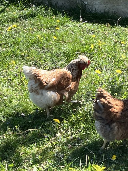 Vand fam. gaini motate