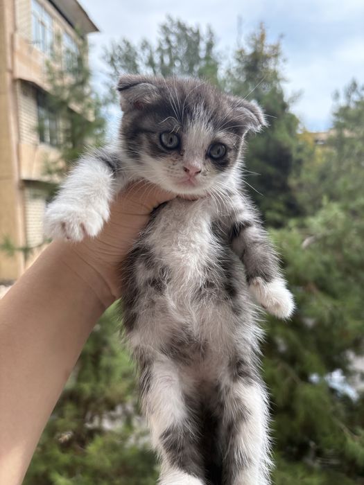 Шотландская вислоухая кошечка