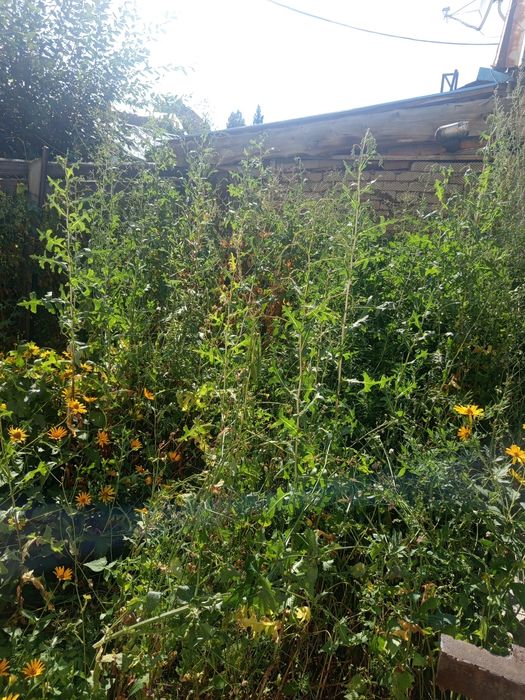 Прополка огорода