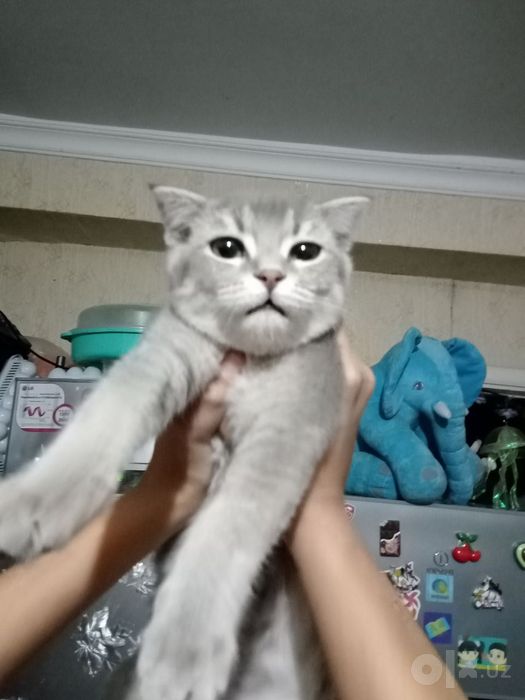 Продаётся кошечка