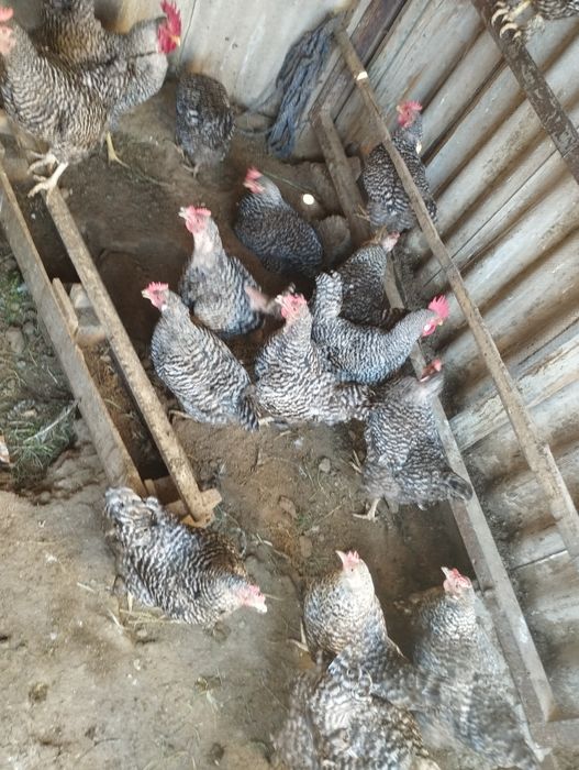 Доминант пародасы