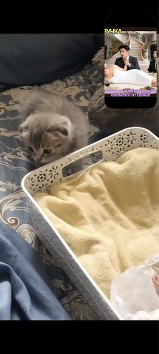 Scottish Fold
