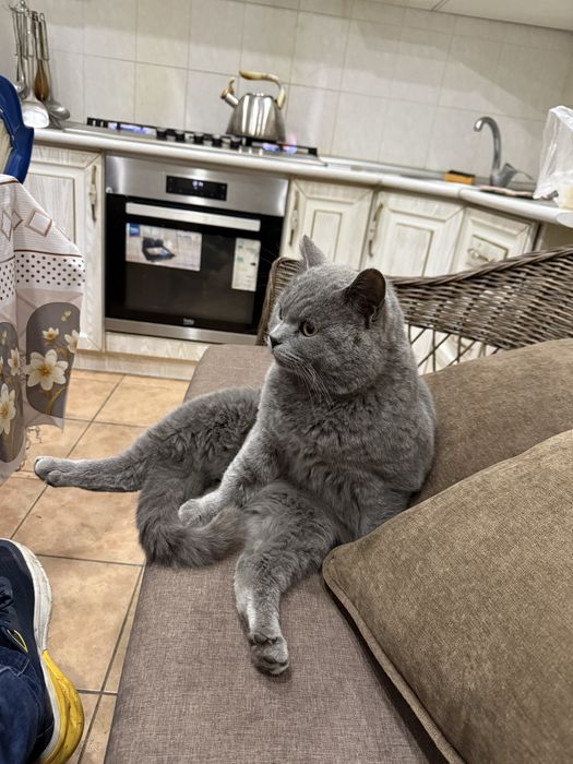 skotish strayt  juda aqli  haraktri zor