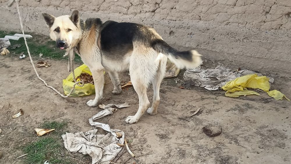 Сотилади Афчарка каршида нархини келишамиз