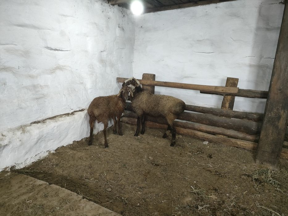 Продам два барана ,кошкары