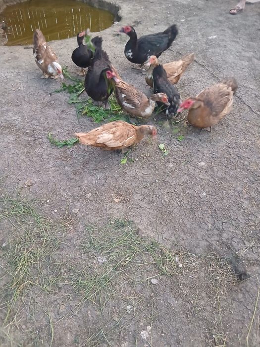 Vând rațe leşeşti