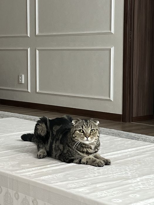 Кот, 5 лет, отдаем в самые добрые руки