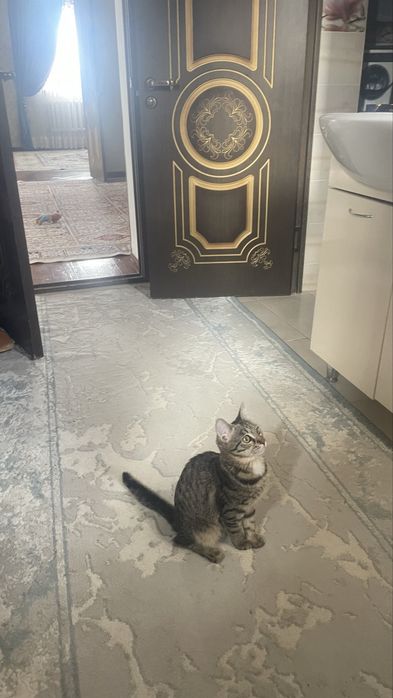 Отдам кошку в добрые руки