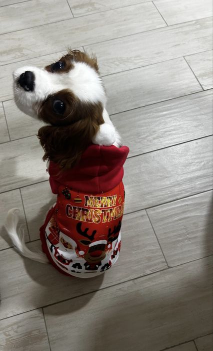 Комбинезон для собак