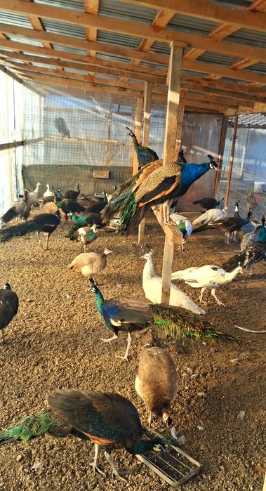 Pauni mai multe varietăți de culoare  !