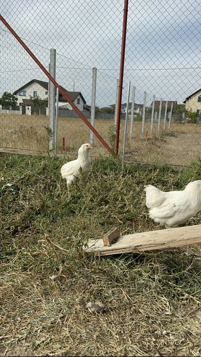 Cocos Araucana alb