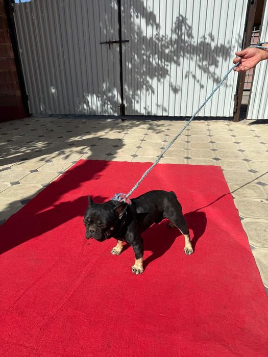 Французкий бульдок