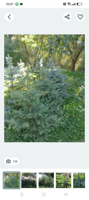 Brad argintiu cu radacina