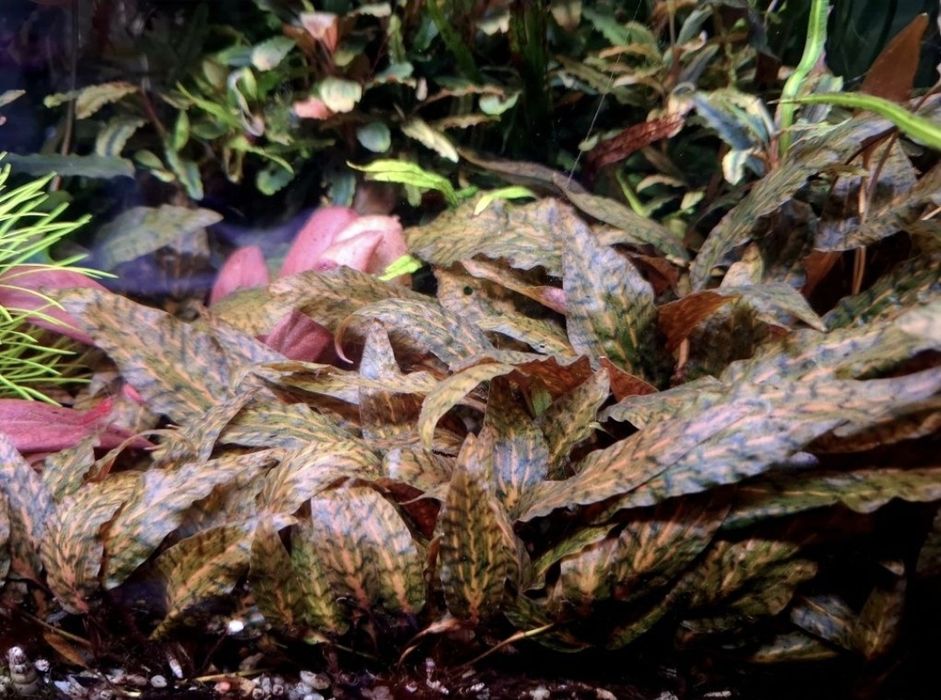 Cryptocoryne Nurii Rosen Maiden