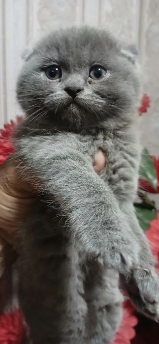 Кошка. Порода шотландская