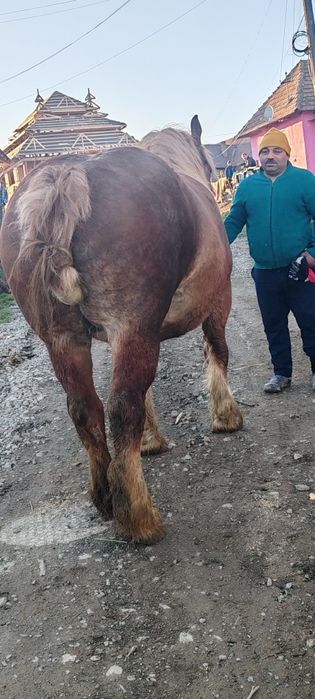 Vând iapa de 5 ani gestanta de 7 luni ofer și schimb