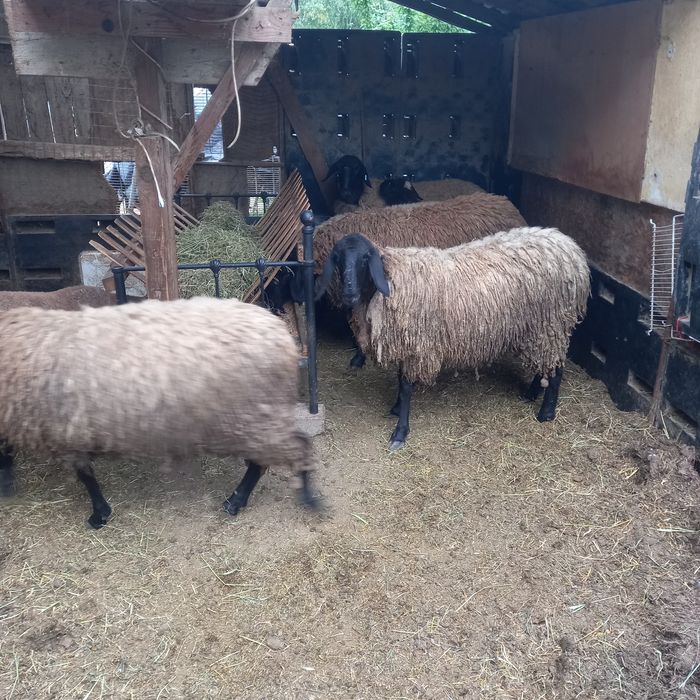 Oii carabașe bulgărești