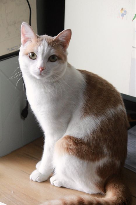 Кастрированный кот ищет семью