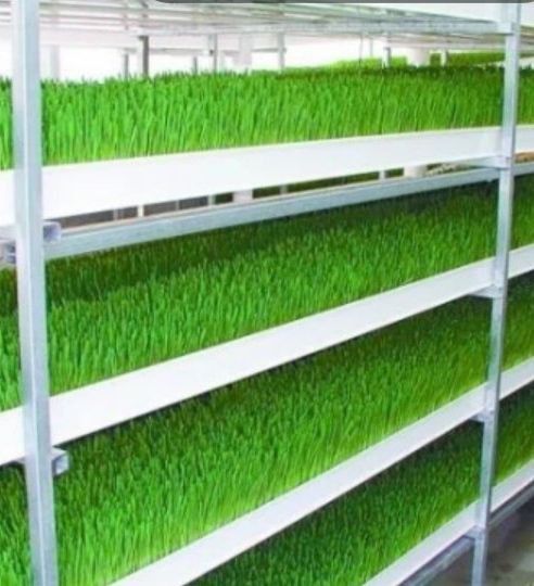 Бараны - Электроника на гидропонный корм