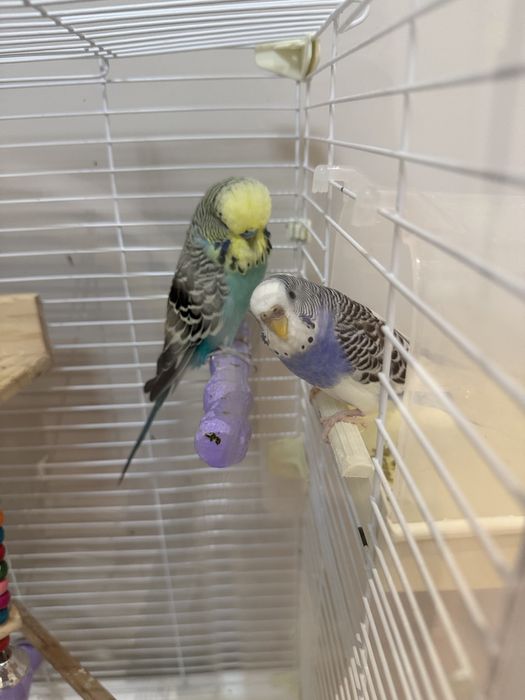 Пара волнистых попугаев