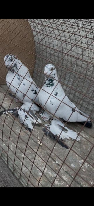 Голуби на гребле