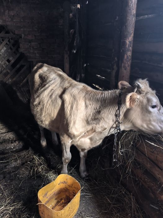 Продам 3 тёлочки и один бык