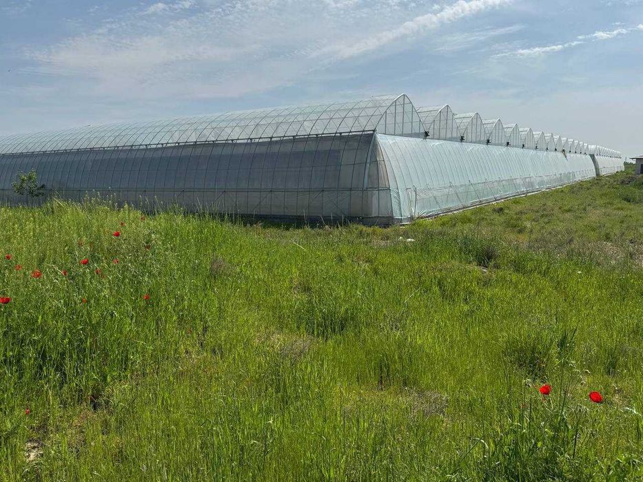 ISSIQXONA (4 GEKTAR) IJARAGA\Теплица 4 га в аренду