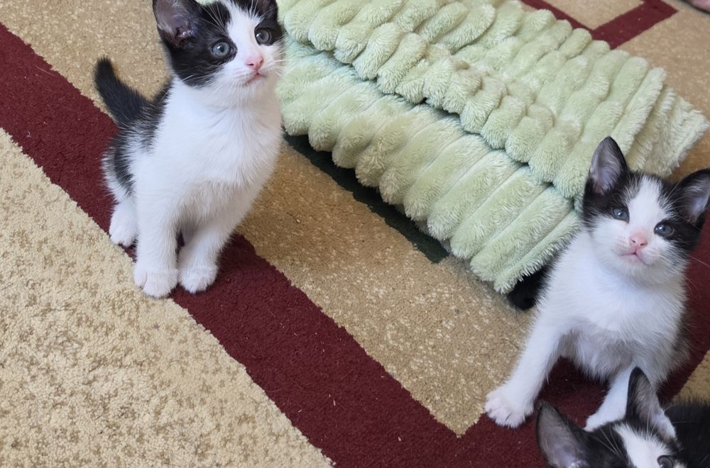 Отдам котят в добрые руки