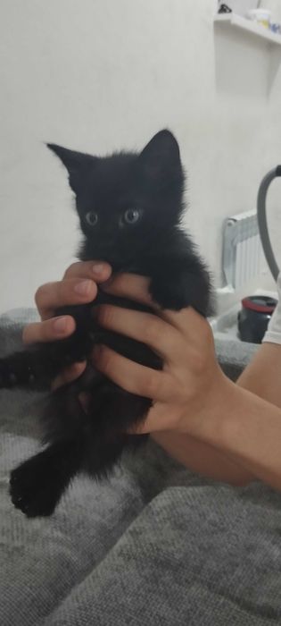 Отдам домашних котят бесплатно