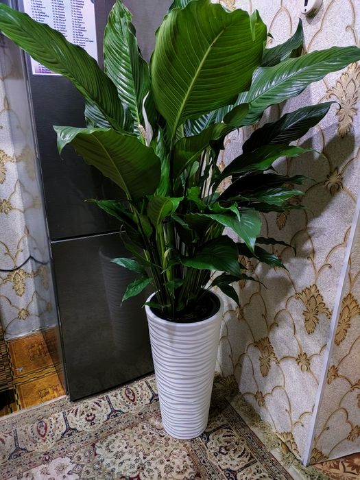 Комнатные цветы, доставка