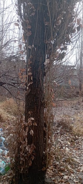 5 ta kotta ko'k  terak sotiladi