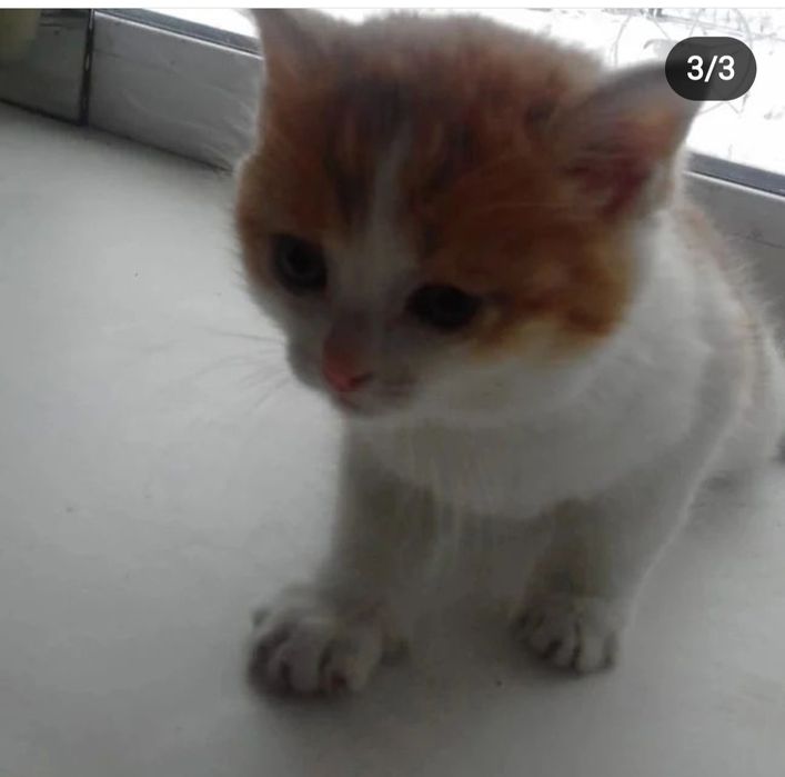 Отдам котят бесплатно
