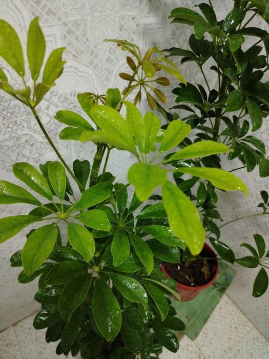 Продажа комнатных цветов, Honaki gullar sotiladi