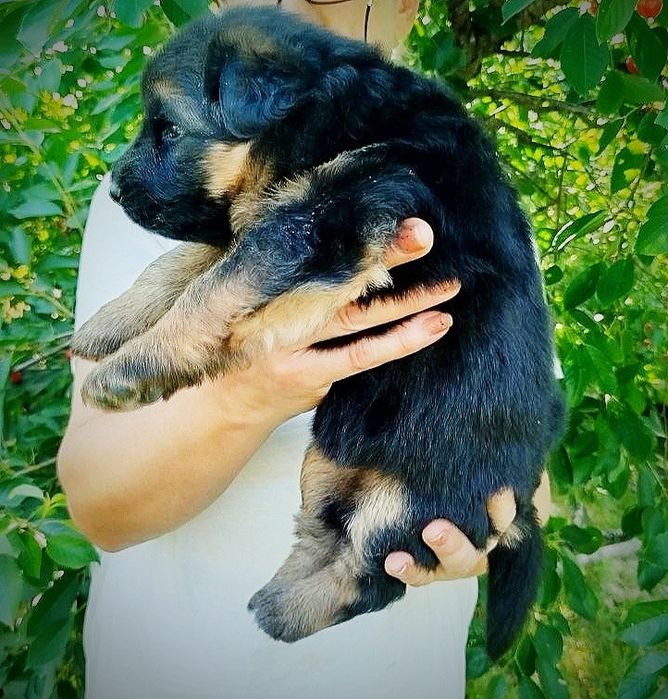 Щенки немецкой овчарки