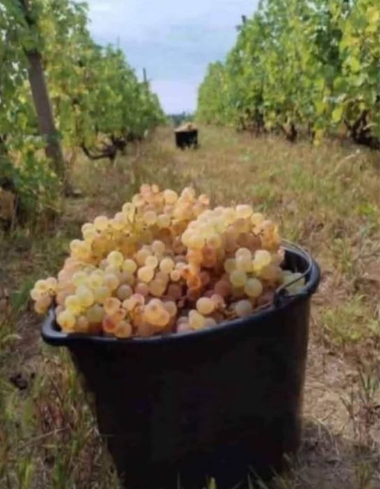 Vand struguri de vin
