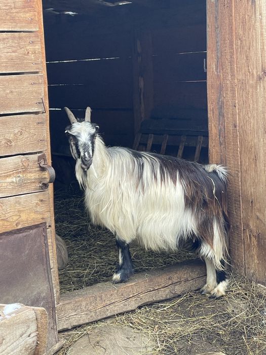 Vand doua capre carpatine