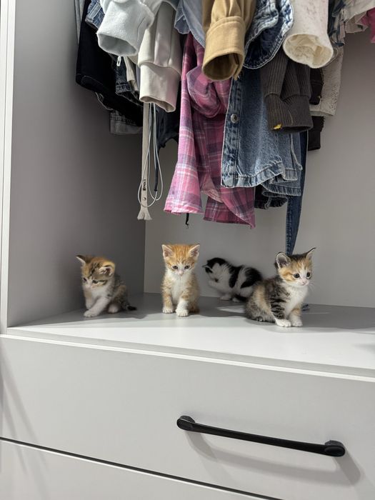 Отдам котят бесплатно
