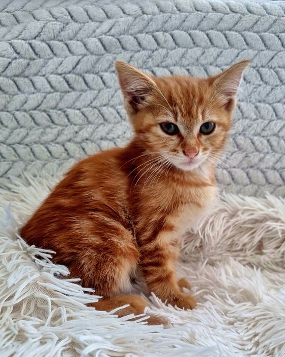 Подарявам   коте