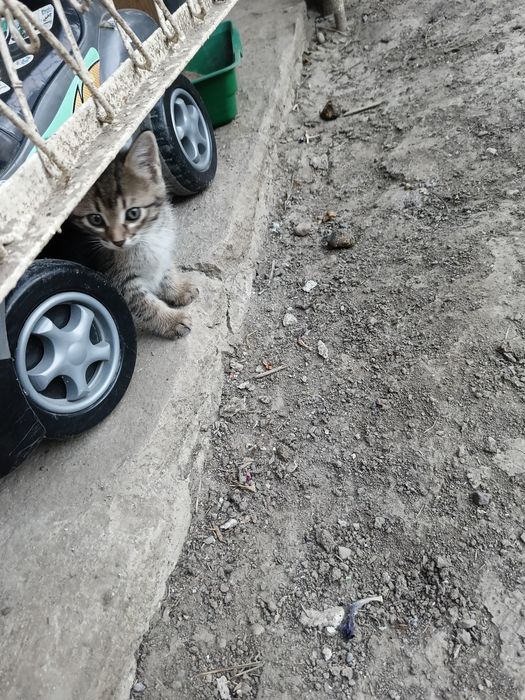 Отдам котят в добрые руки