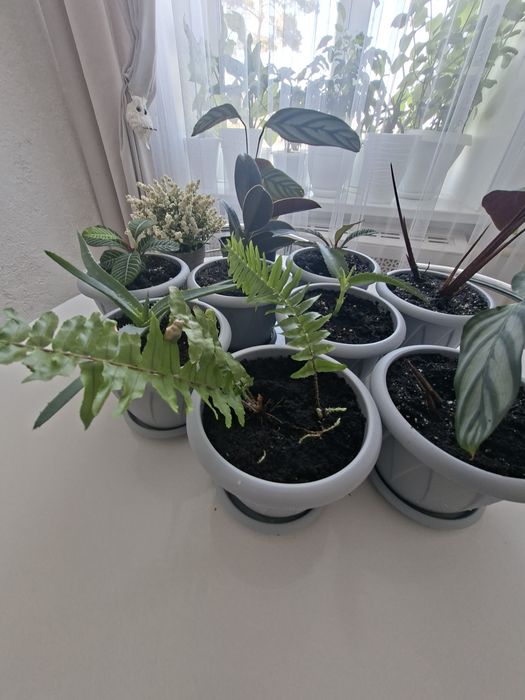 Цветы разные . Много.