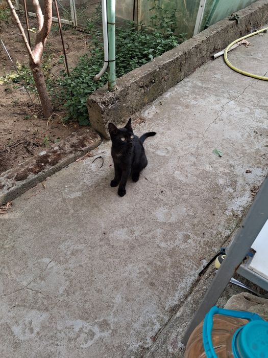 Две котета търсят дом